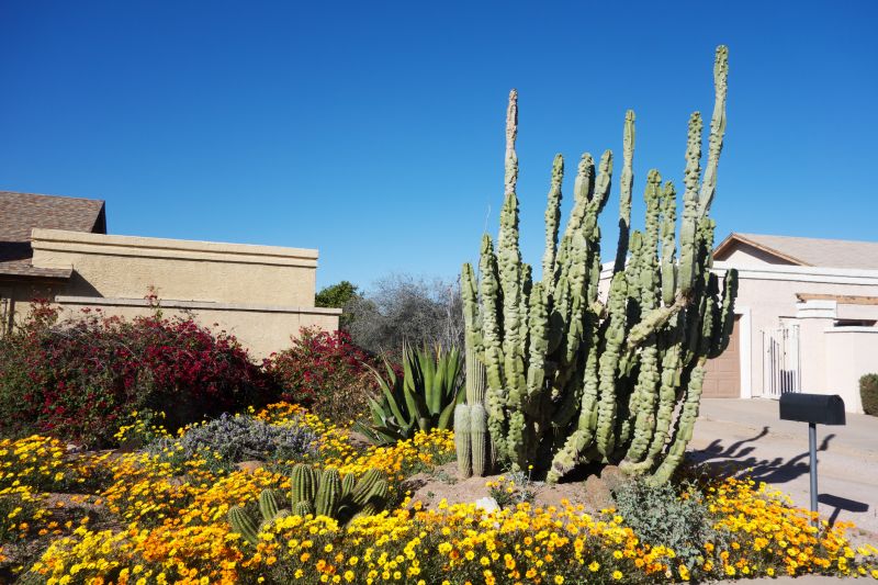 Cactus Garden Planting
