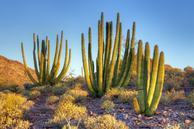 Cactus Garden Planting