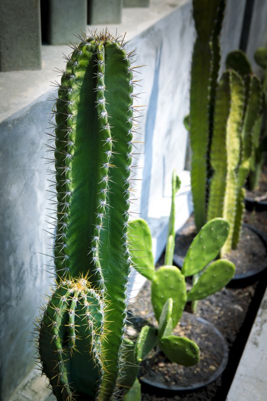 Cactus Garden Planting