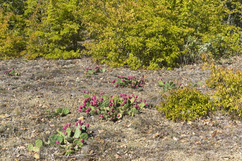 Cactus Garden Planting