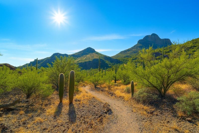 Cactus Garden Planting