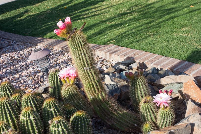 Established Cactus Garden